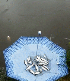 
               Meilleure image drole  La pêche au parapluie c'est cool ^^ 
              