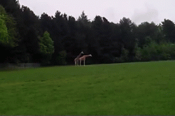 
               Meilleures image drole  Quelle gaffe cette girafe ! 
              