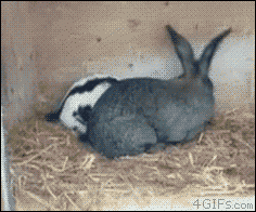 
               Meilleures images droles  ça s'appelle le coup du lapin et ça fait mal ! 
              