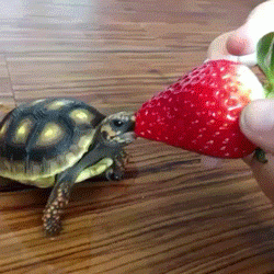 
               Meilleures images drôles  mangez des fraises 
              