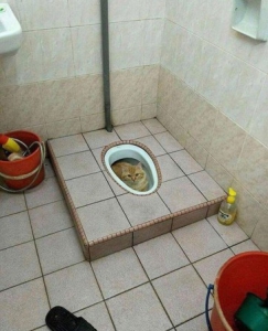 
               Meilleure image drole  une toilette de chat 
              