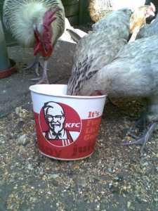 
               Meilleures image drole  Mon dieu! Les poules sont cannibales!!! 
              