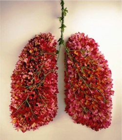 
               Meilleures images droles  des poumons parfumés 
              