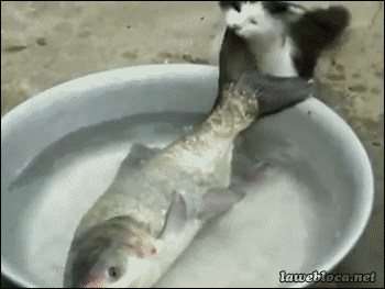 
               Meilleures images droles  à la pêche 
              
