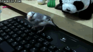 
               Meilleures image drole  Le clavier du webmaster ^^ 
              