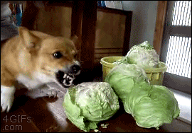 
               Meilleures images droles  le chou ouvre l'appétit 
              
