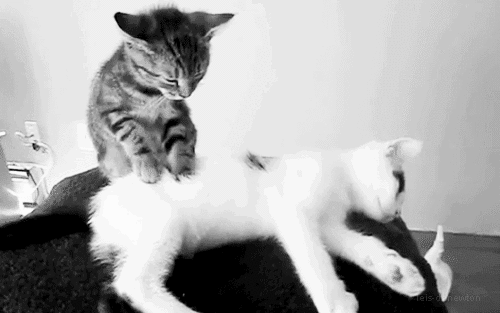 
               Meilleure image drole Kitty massage
              