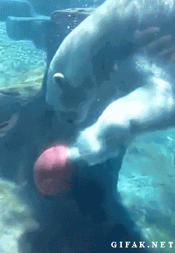 
               Meilleures image drole  Puching ball 
              
