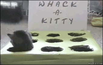 
               Meilleures image drole  Boîte à chats 
              