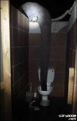 
               Meilleures images droles  Rince toilettes 
              