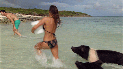 
               Meilleures image drole  Les femmes aiment les p'tits cochons 
              