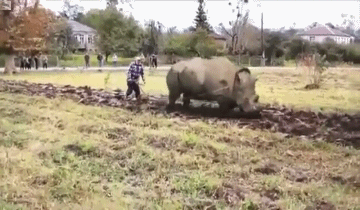 
               Meilleures image drole  Rhinocéros de labour 
              