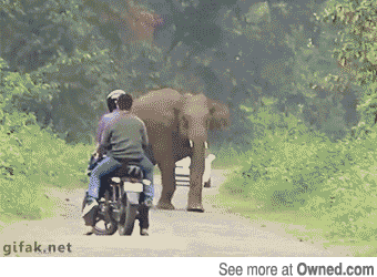 
               Meilleures image drole  Quand un éléphant charge... 
              