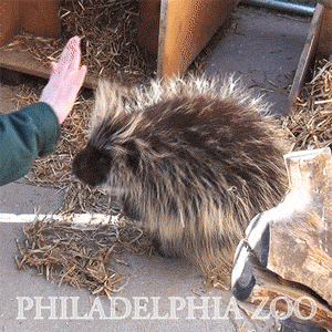 
               Meilleures image drole  High five ! 
              