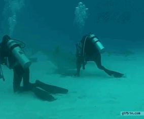 
               Meilleures image drole  La plongée, c'est pas l'pied 
              