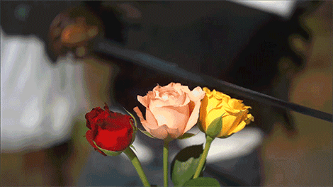 
               Meilleures image drole  les fleurs c'est périssable 
              