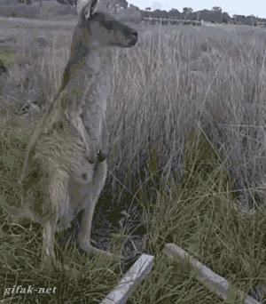 
               Meilleures images marrantes  kangourou musicien 
              