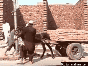 
               Meilleures images droles  Âne à bascule 
              