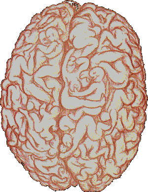 
               Meilleures images droles  Le cerveau de DSK 
              