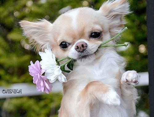 
               Meilleure photo blague  dites-le avec des fleurs 
              