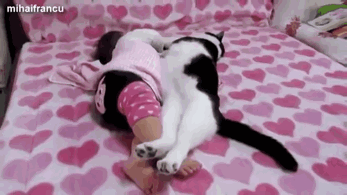 
               Meilleures image drole adorable chat
              