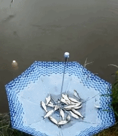 
               Meilleures images drôles  La pêche au parapluie c'est cool ^^ 
              