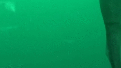 
               Meilleures image drole  Un calmar géant attaque un plongeur 
              