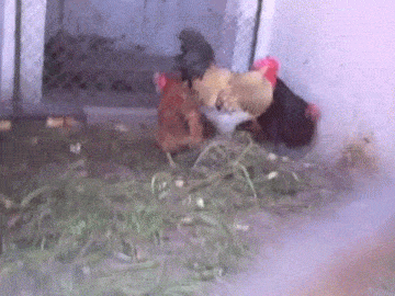 
               Meilleures image drole  Rien à foot des poules ! 
              