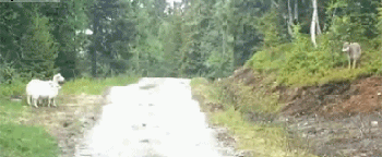 
               Meilleures images droles  N'y pense même pas !!! 
              