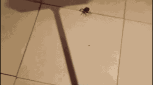 
               Meilleures image drole  Halte aux araignées ! 
              