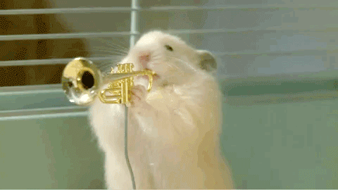 
               Meilleure image drole  The Hamster Band 
              