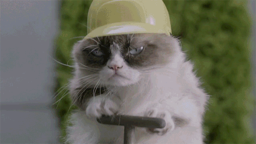 
               Meilleures image drole  faut se méfier des chats terroristes 
              