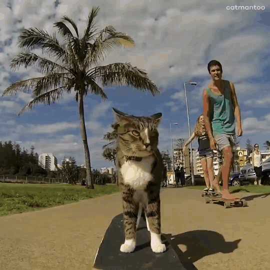 
               Meilleures images droles  Chat qui mate les filles ! 
              