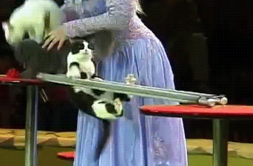 
               Meilleures image drole  chat balance pas mal 
              