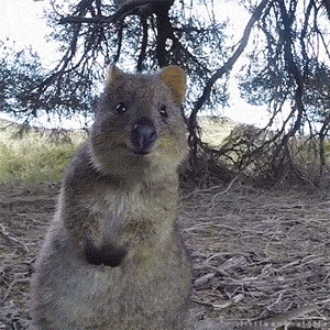 
               Meilleures images drôles  Un Quokka siou-plaît ! ^^ 
              