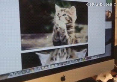
               Meilleures image drole  Un chat au choix 
              