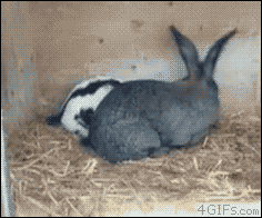 
               Meilleures images drôles  ça s'appelle le coup du lapin et ça fait mal ! 
              