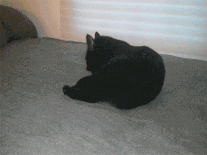 
               Meilleures images drôles  Chat va pas ? !!! 
              
