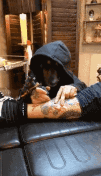 
               Meilleures images droles  Testez les tatous de toutou 
              