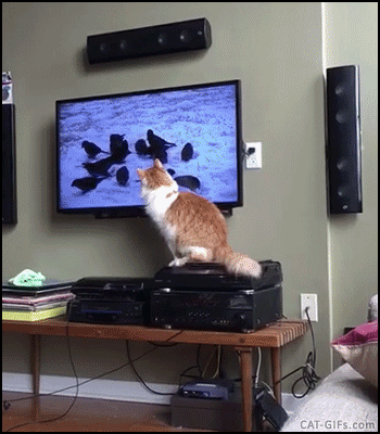 
               Meilleures images drôles  Jeu vidéo pour chat 
              