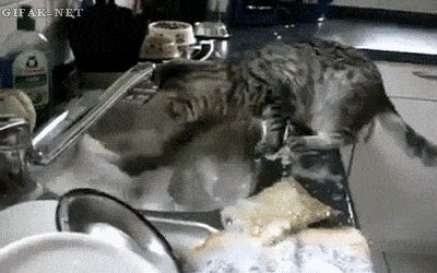 
               Meilleures images droles  le chat machine 
              
