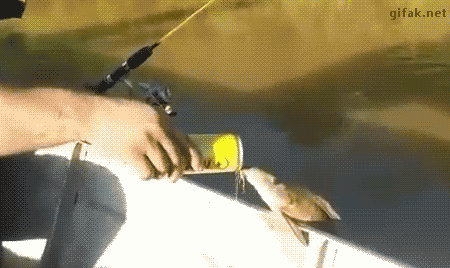 
               Meilleure image drole  Poisson buveur de bière 
              
