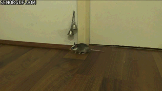
               Meilleures images droles  Souris pas con 
              