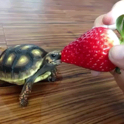 
               Meilleure image drole  mangez des fraises 
              