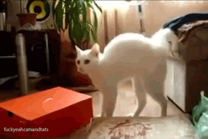 
               Meilleures image drole  Chat égyptien 
              