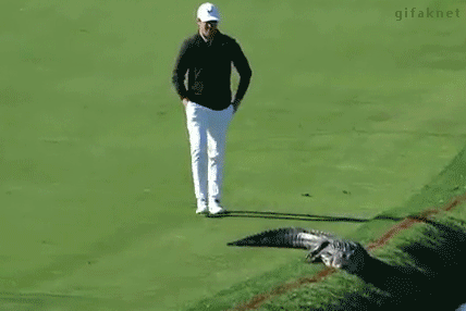 
               Meilleure image drole  Golfeur et croco 
              