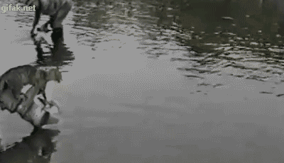 
               Meilleures images drôles  Chatte à l'eau 
              