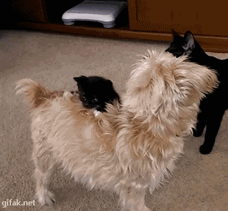 
               Meilleure image drole  Bien accroché le minou ! 
              