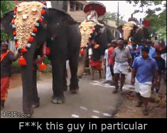 
               Meilleures images droles  Elephant sacré !! 
              