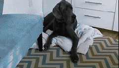 
               Meilleures image drole  sympa le chien 
              